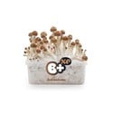 Kit de cultivo de cogumelos frescos 'B+'