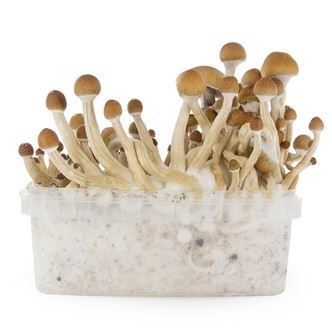 Kit de cultivo de cogumelos frescos 'McKennaii'