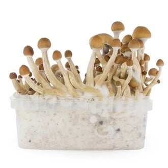 Kit de cultivo de cogumelos frescos 'McKennaii'