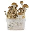 Kit de cultivo de cogumelos frescos 'McKennaii'
