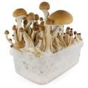 Kit de cultivo de cogumelos frescos 'McKennaii'