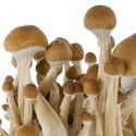 Kit de cultivo de cogumelos frescos 'McKennaii'