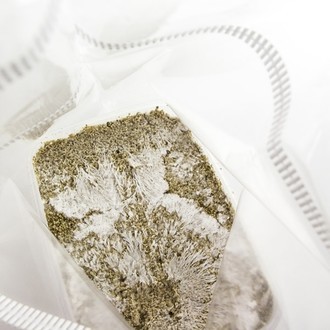 Kit de cultivo de cogumelos frescos 'McKennaii'