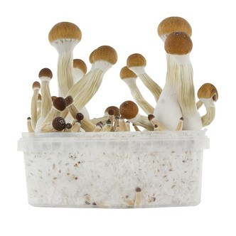 Kit de cultivo de cogumelos frescos 'Golden Teacher'