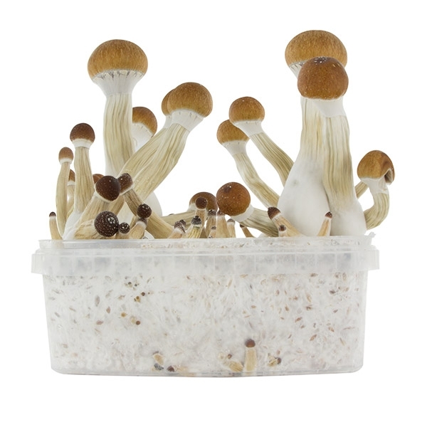 Kit de cultivo Fresh Mushrooms ‘Golden Teacher’
