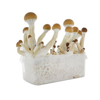 Kit de cultivo Fresh Mushrooms ‘Golden Teacher’