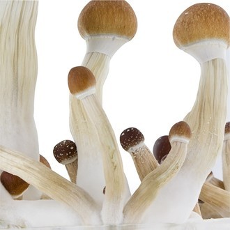 Kit de cultivo Fresh Mushrooms ‘Golden Teacher’