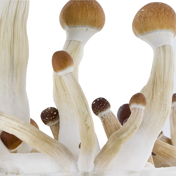Kit de cultivo Fresh Mushrooms ‘Golden Teacher’