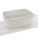 Kit de cultivo Fresh Mushrooms ‘Golden Teacher’