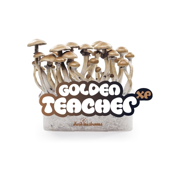 Kit de cultivo Fresh Mushrooms ‘Golden Teacher’