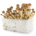 Kit de cultivo de cogumelos frescos 'Equador'