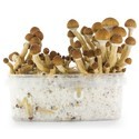 Kit de cultivo de cogumelos frescos 'Equador'
