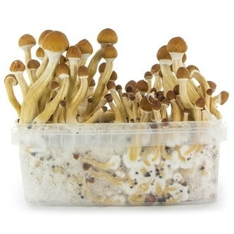 Kit de cultivo de cogumelos frescos 'Equador'