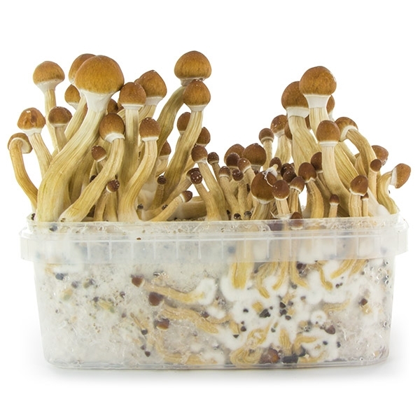 Kit de cultivo de cogumelos frescos 'Equador'