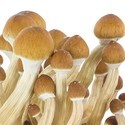 Kit de cultivo de cogumelos frescos 'Equador'