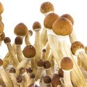 Kit de cultivo de cogumelos frescos 'Equador'