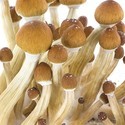 Kit de cultivo de cogumelos frescos 'Equador'
