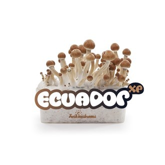 Kit de cultivo de cogumelos frescos 'Equador'