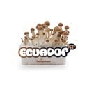 Kit de cultivo de cogumelos frescos 'Equador'