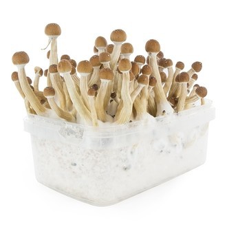 Kit de cultivo Fresh Mushrooms 'Mexican'