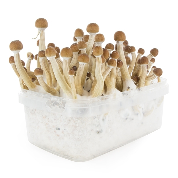 Kit de cultivo Fresh Mushrooms 'Mexican'
