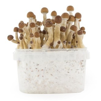 Kit de cultivo Fresh Mushrooms 'Mexican'