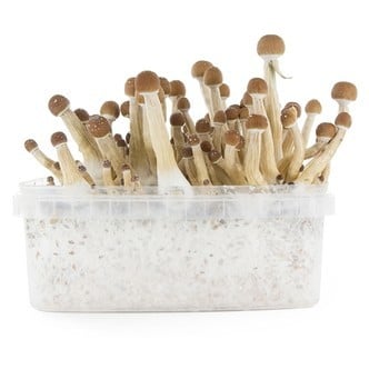 Kit de cultivo Fresh Mushrooms 'Mexican'