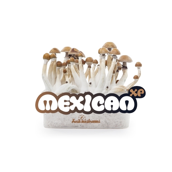 Kit de cultivo Fresh Mushrooms 'Mexican'