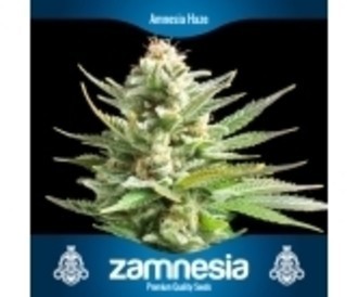 3 sementes de canábis grátis (Zamnesia Seeds)