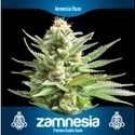3 sementes de canábis grátis (Zamnesia Seeds)