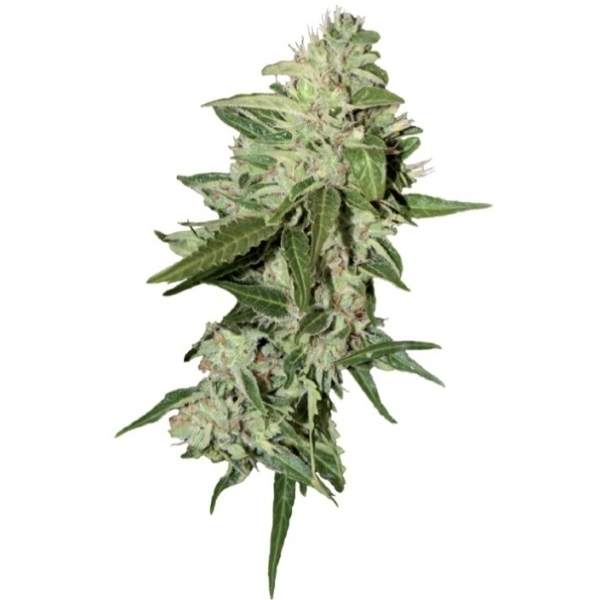 Auto Mazar (Dutch Passion) feminizada