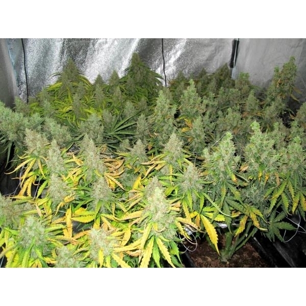 Auto Mazar (Dutch Passion) feminizada