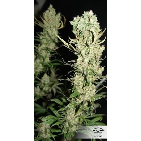 The Ultimate (Dutch Passion) feminizada