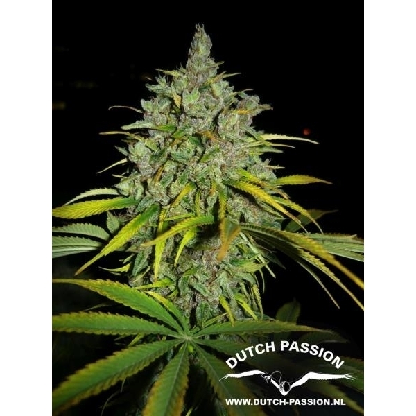 Frisian Dew (Dutch Passion) feminizada