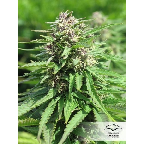 Frisian Dew (Dutch Passion) feminizada