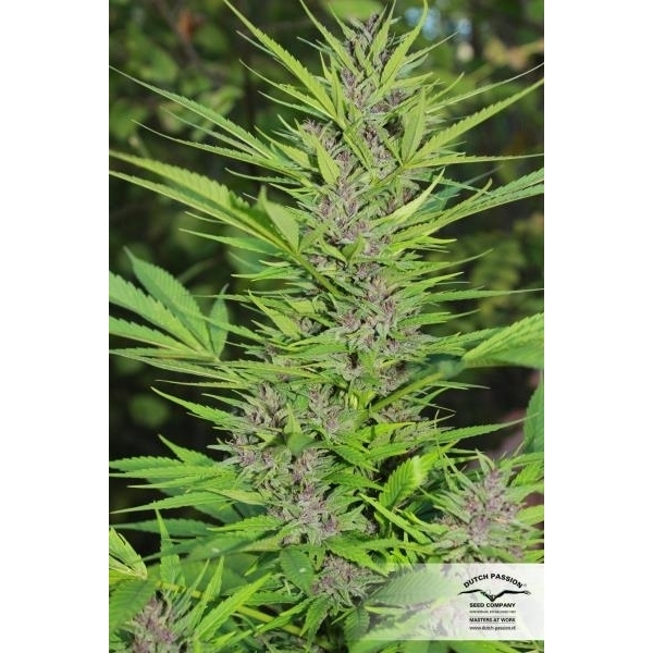 Frisian Dew (Dutch Passion) feminizada