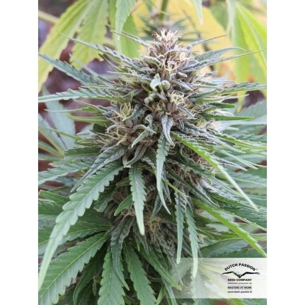 Frisian Dew (Dutch Passion) feminizada