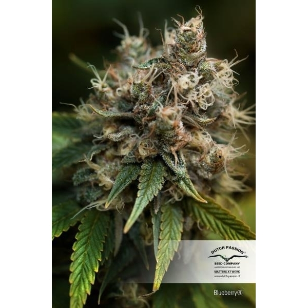 Blueberry (Dutch Passion) feminizada