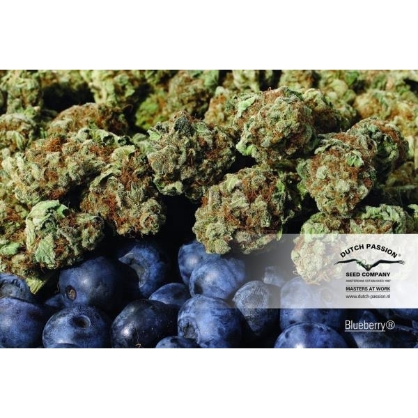 Blueberry (Dutch Passion) feminizada