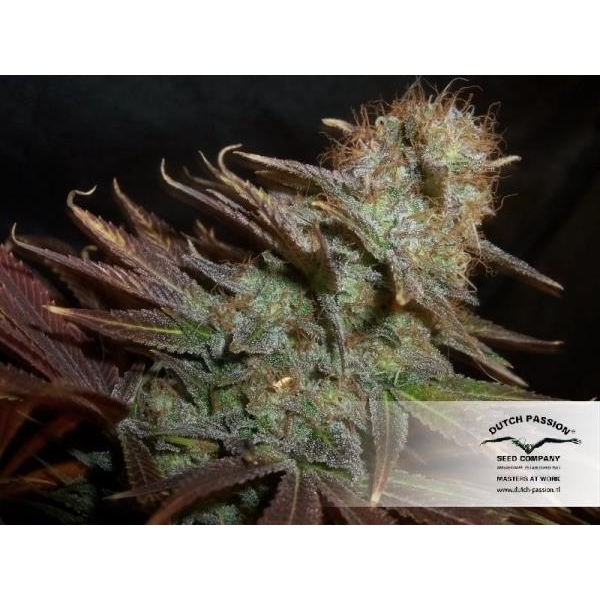 Blueberry (Dutch Passion) feminizada