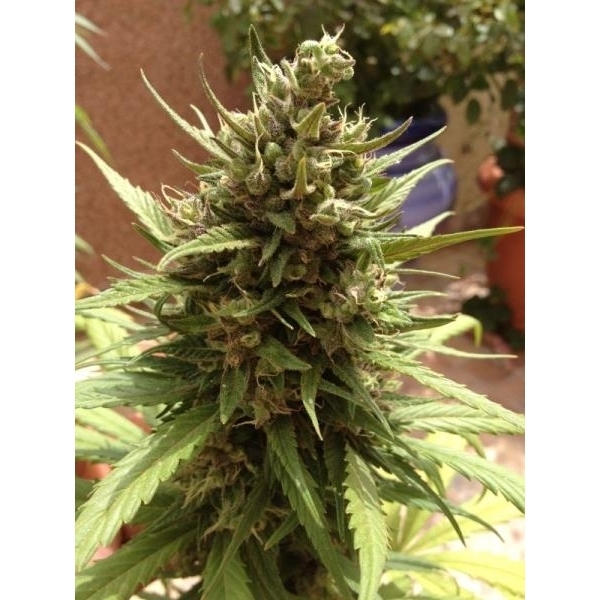 Auto Blueberry (Dutch Passion) feminizada