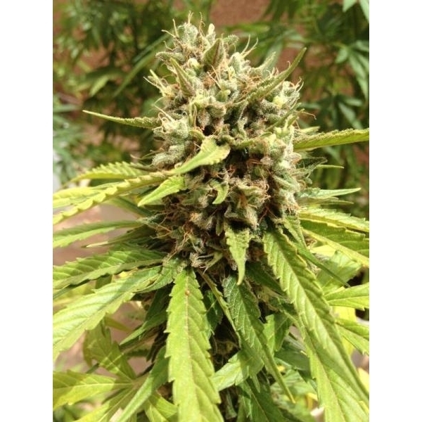 Auto Blueberry (Dutch Passion) feminizada