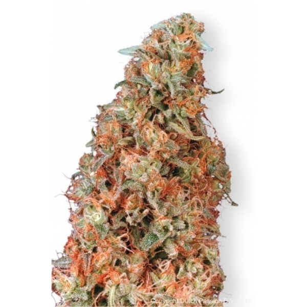 Power Plant (Dutch Passion) feminizada