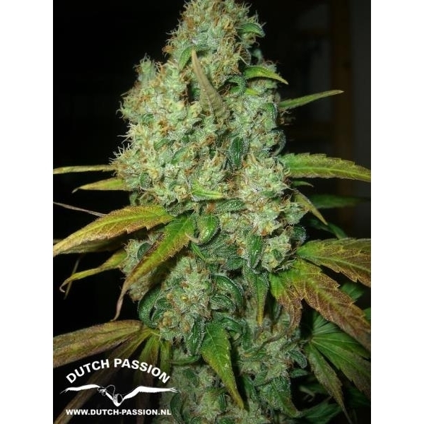 Power Plant (Dutch Passion) feminizada