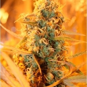 Power Plant (Dutch Passion) feminizada