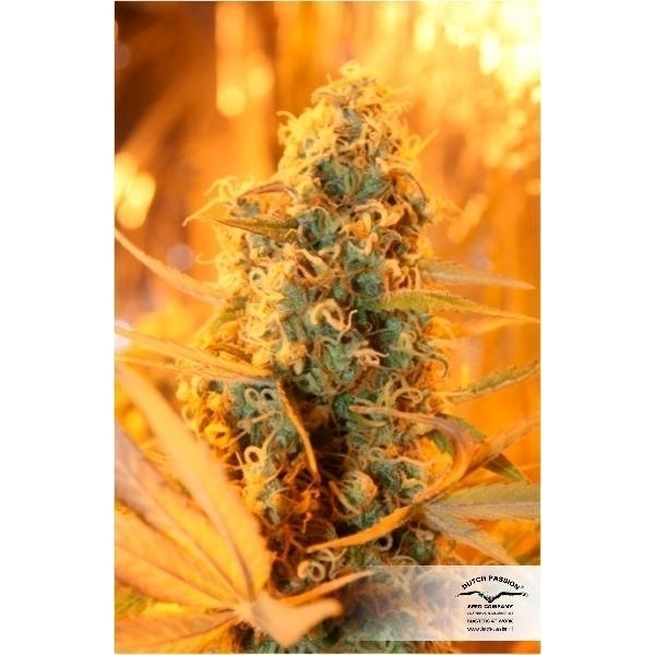 Power Plant (Dutch Passion) feminizada