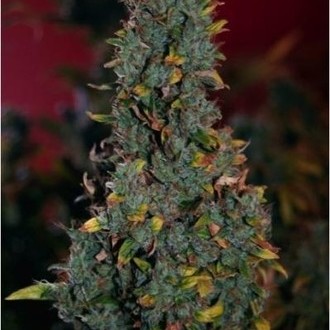 Power Plant (Dutch Passion) feminizada