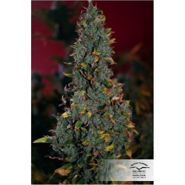 Power Plant (Dutch Passion) feminizada