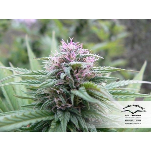 Orange Bud (Dutch Passion) feminizada