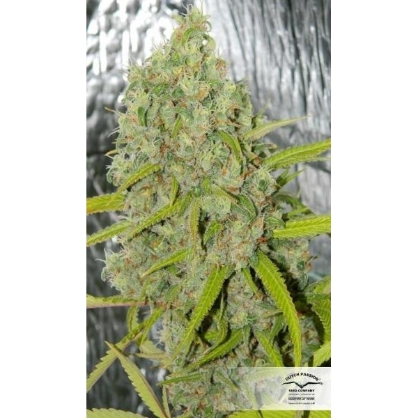 Orange Bud (Dutch Passion) feminizada